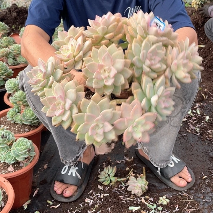 145 一物一拍淡雪缀