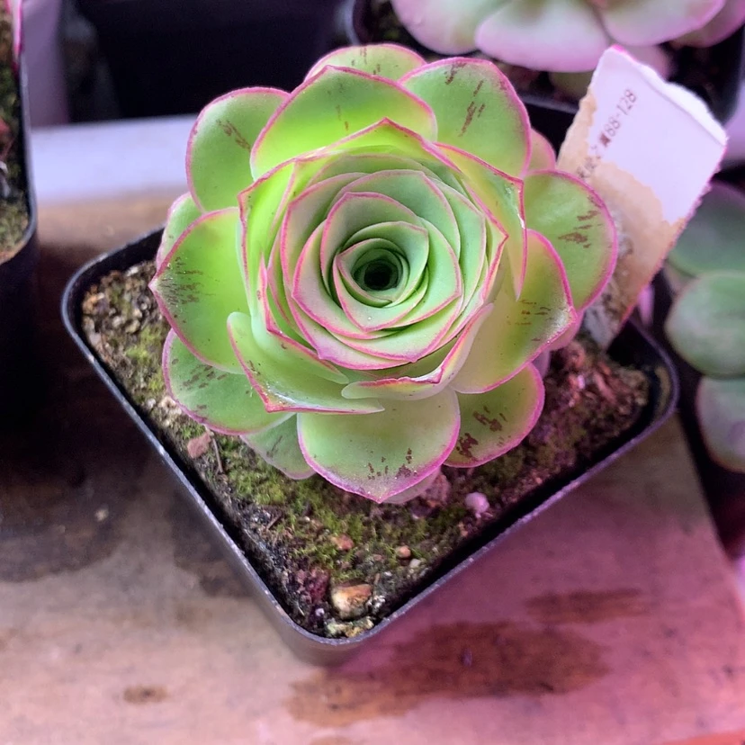 【闪购商品】蓝*。2月会员天使之翼352