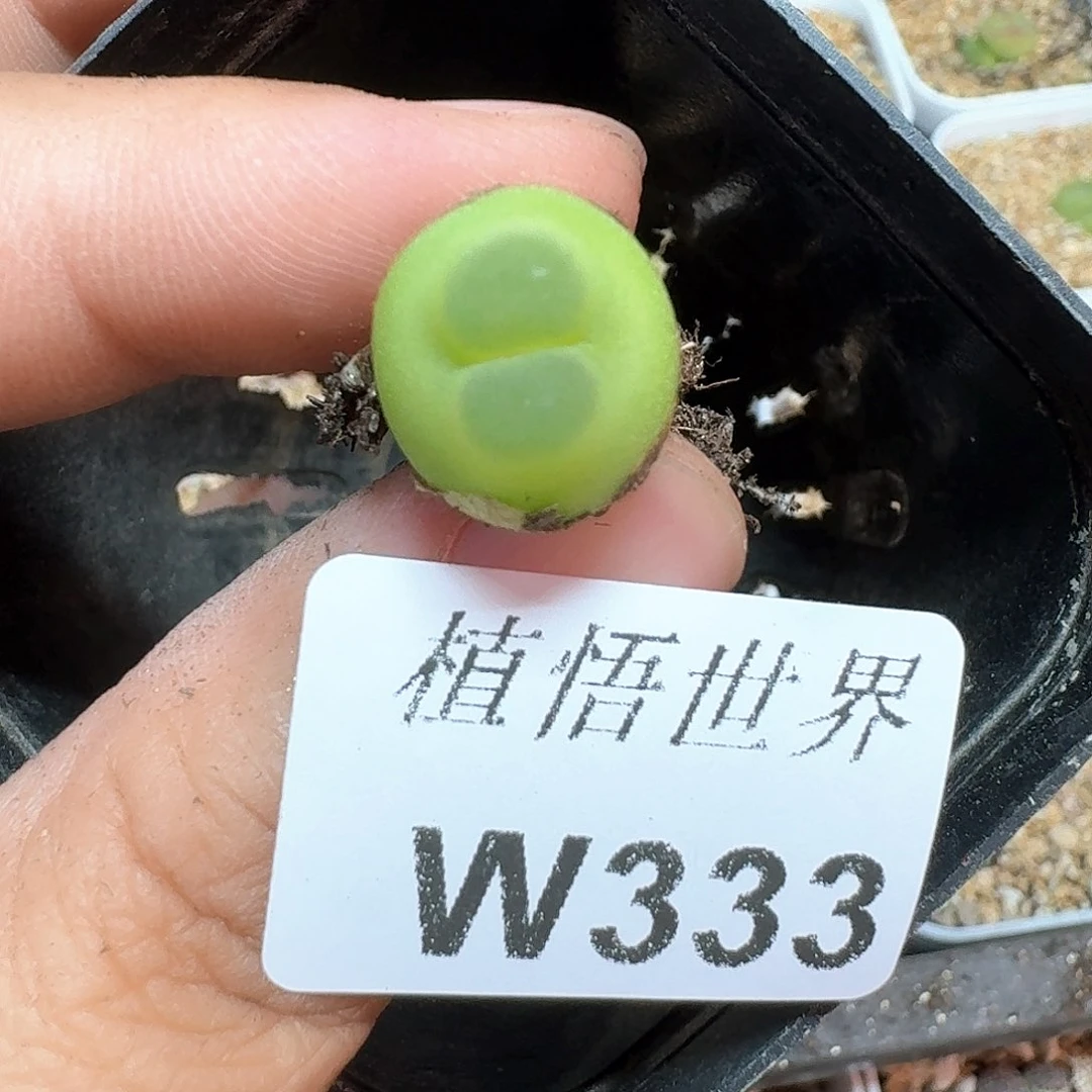 多肉植物的润泽额d j