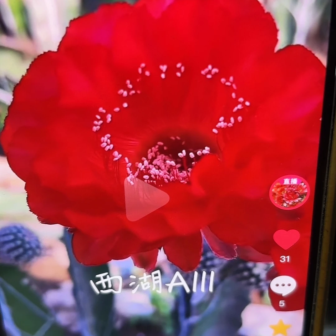 A111彩侧牙20包邮14