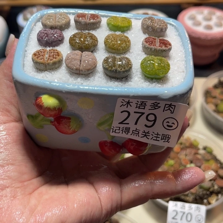 所见即所得 一物一拍279