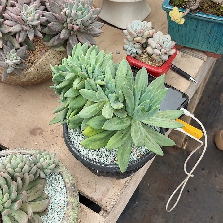 一物一拍多肉植物海洋之歌19号