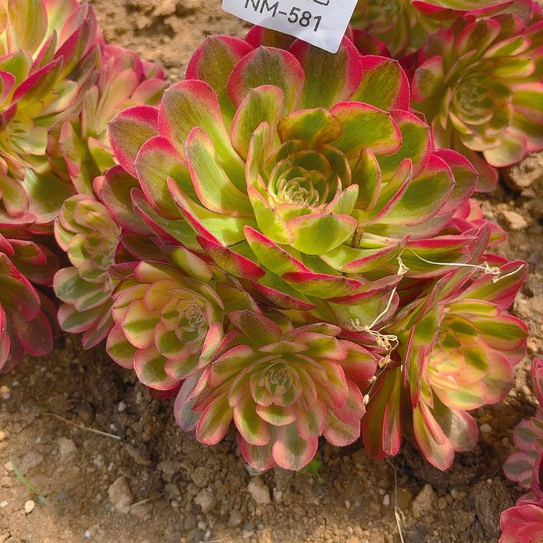 荔枝手捧多肉植物581