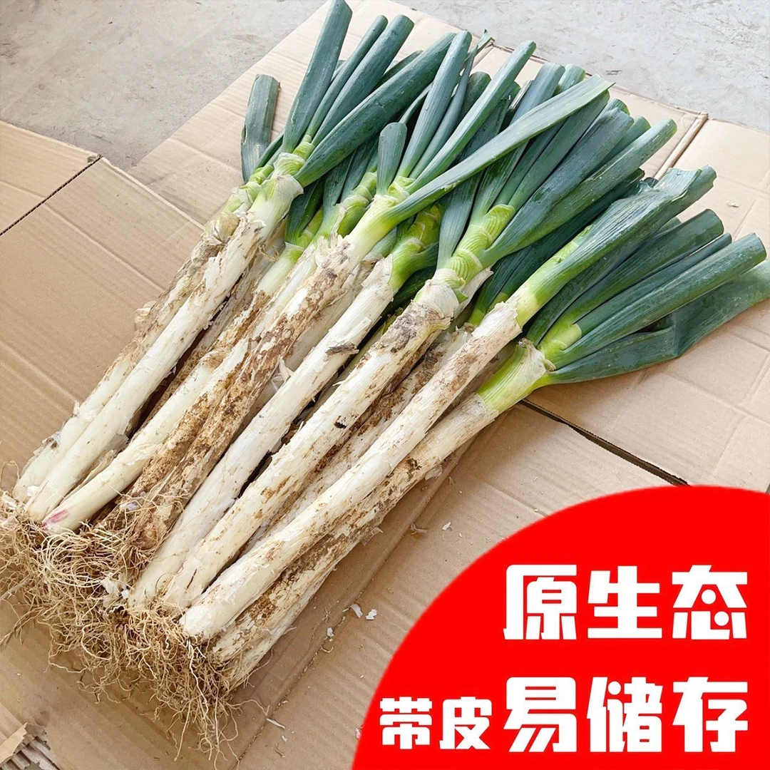【现挖现发】新鲜大葱山东铁杆苯葱带皮去半叶毛葱没有科技与狠活