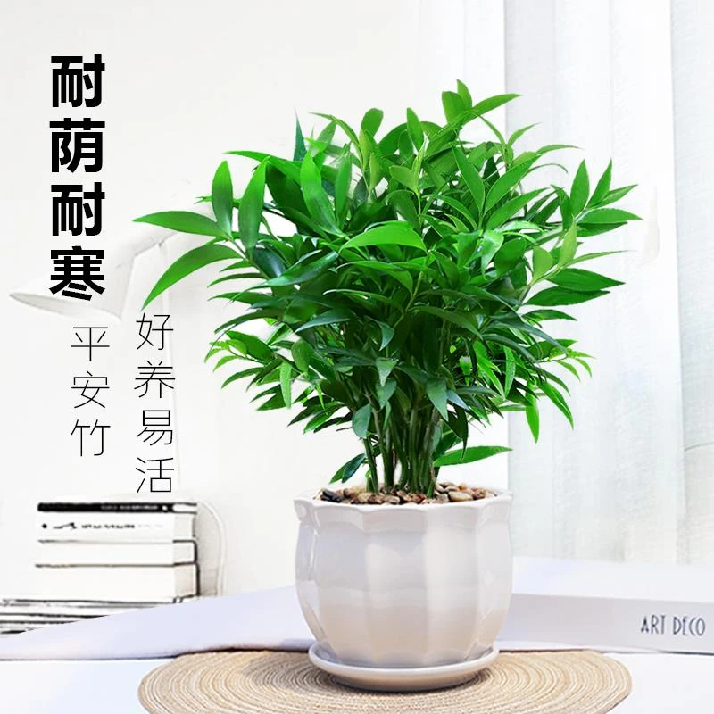 竹柏盆栽植物室内四季常青净化空气绿植四季好养耐荫耐寒平安竹