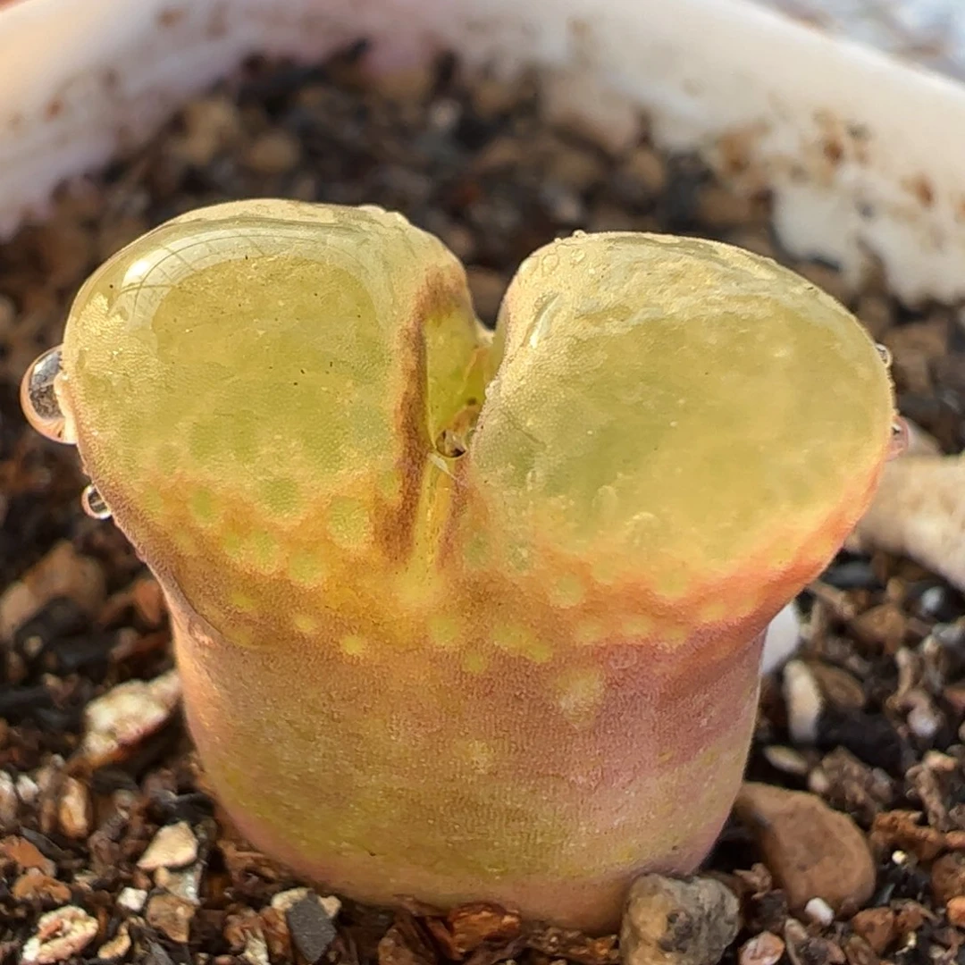 芭比风铃多肉植物百科