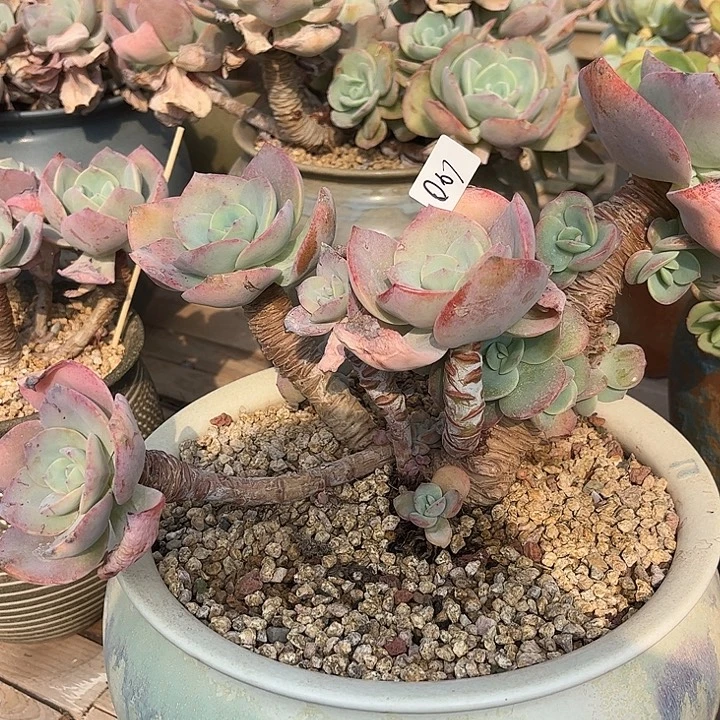 拗***鸽068血凤脱土发货不退不换