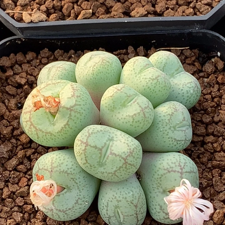 精品多肉植物精品多肉12头