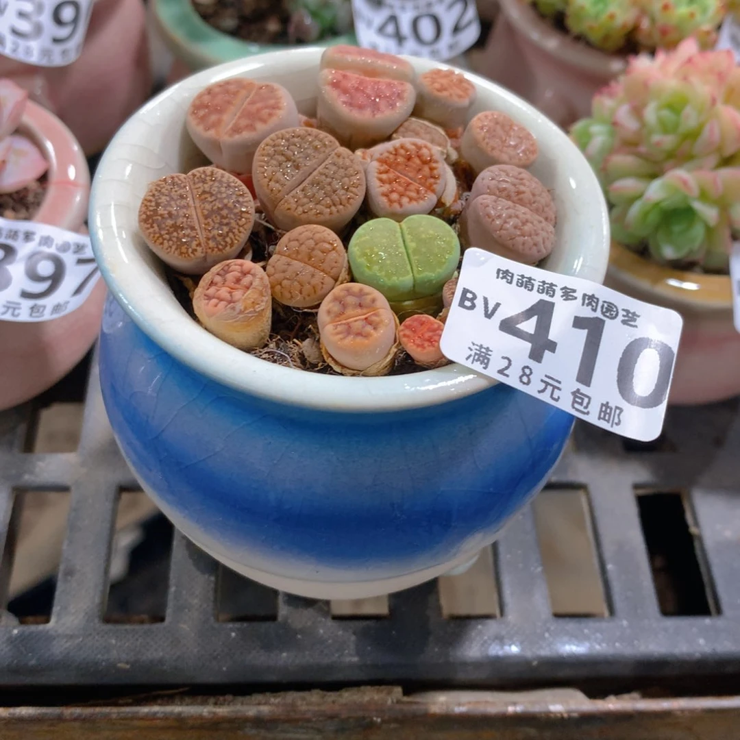 肉萌萌5cm拇指盆精控多肉BV410