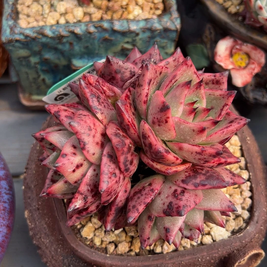 从前慢多肉精选编号0219.356