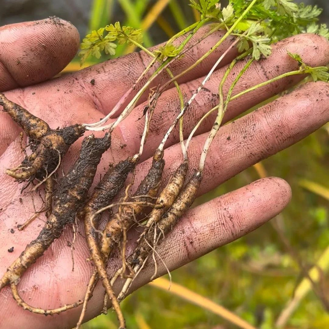 【西藏野生当归】正宗新鲜野生当归 高端滋补 西藏源头发货健康养生