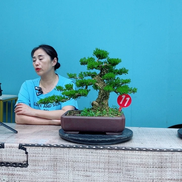 无花朵广东雀舌黄杨