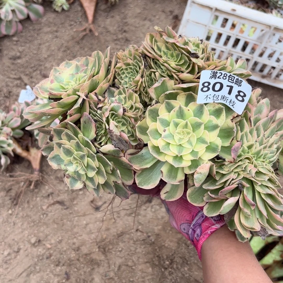 N. 8018万白缀多肉，？bado