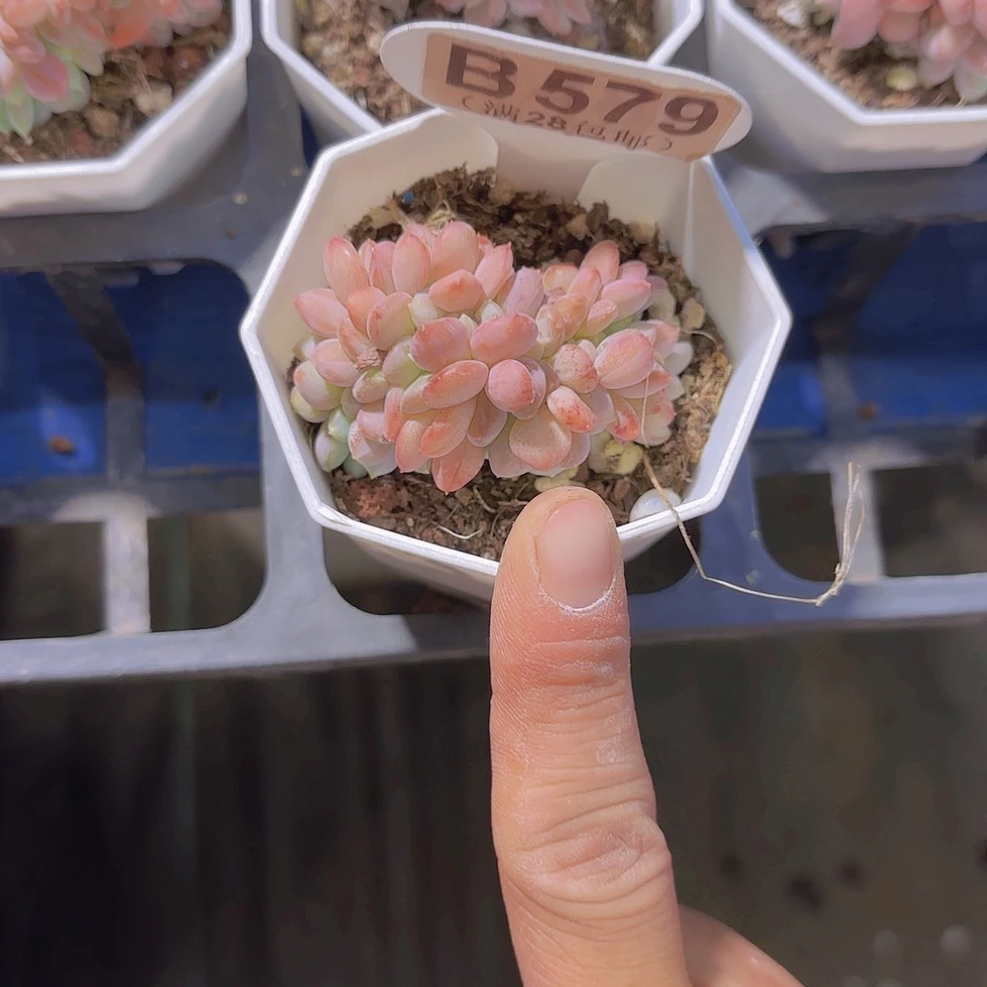 B579玛瑙缀一物一拍