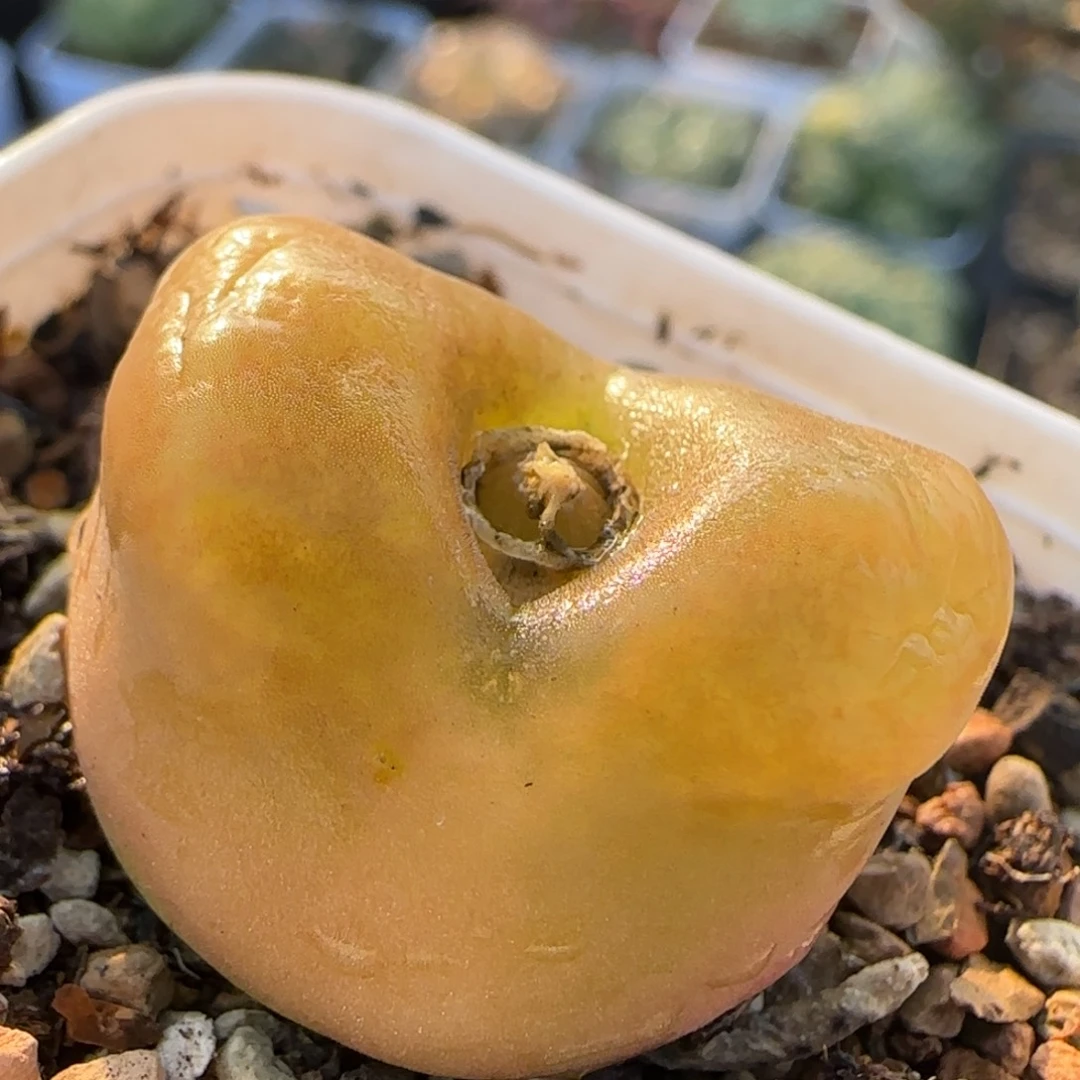 毛毛多肉植物百科