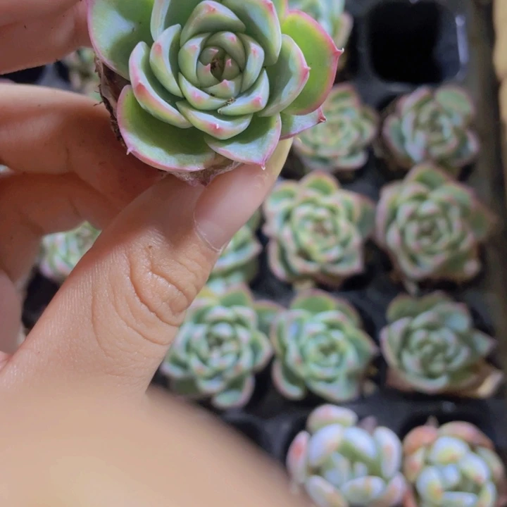 35精品粉水晶2颗一组