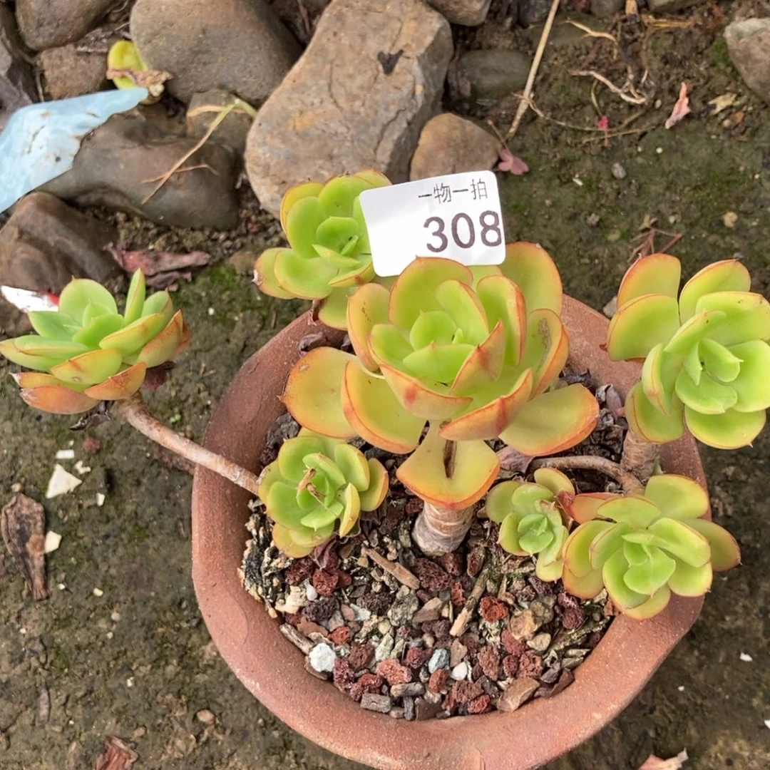 没****308号 一物一拍 一物一拍