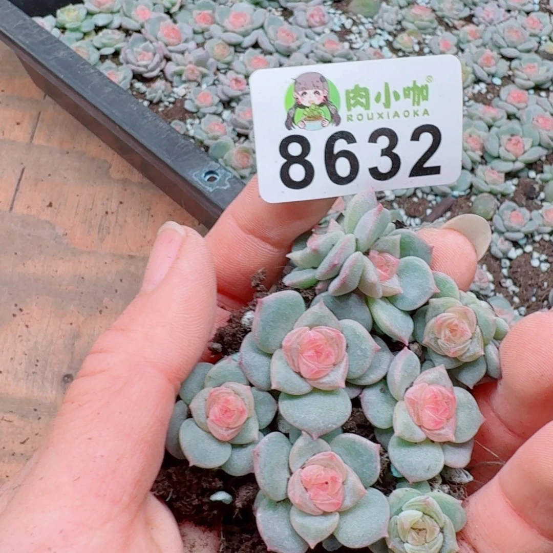 多肉植物多肉植物