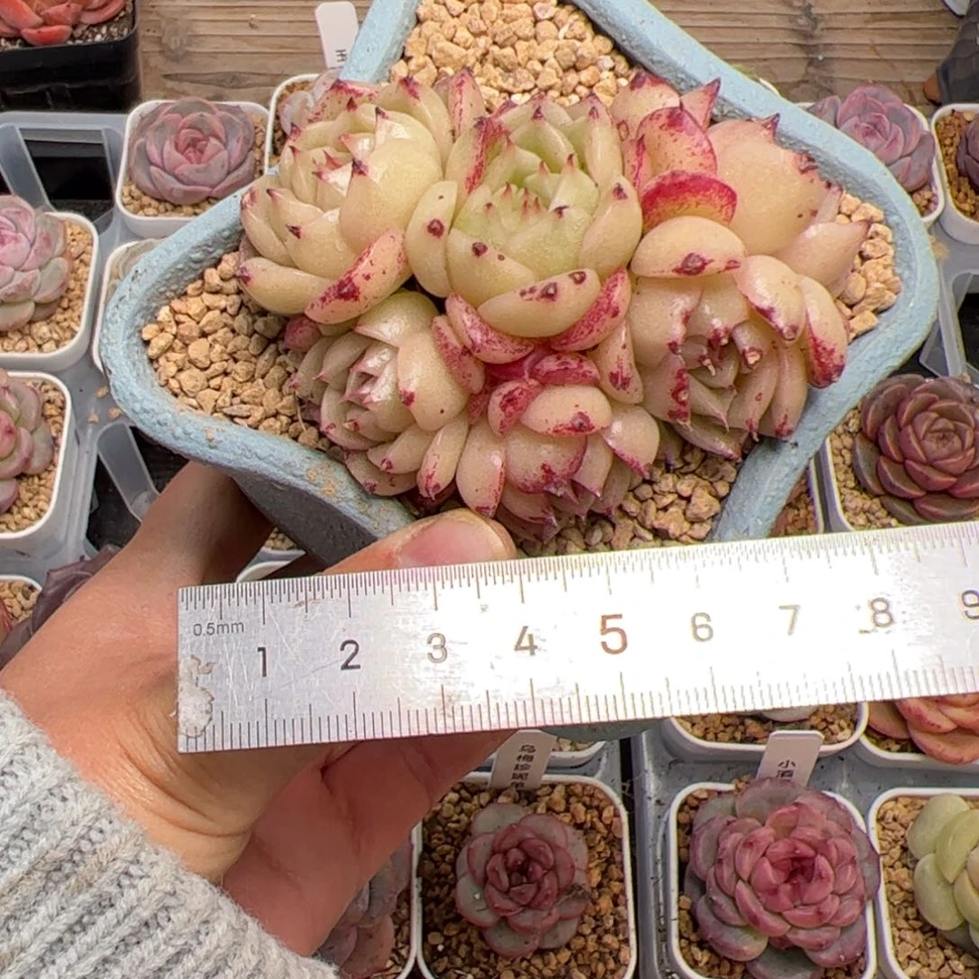 往**生398 多肉植物组合盆栽