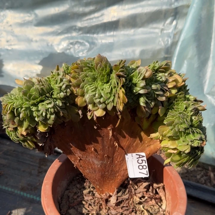 万圣节法师锦缀化587