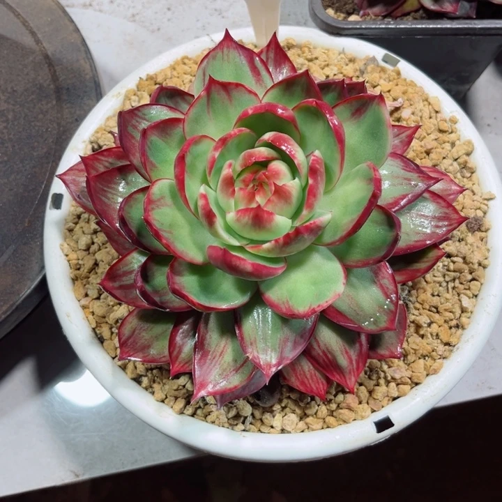 李***姐惊鸿仙子多肉植物A231