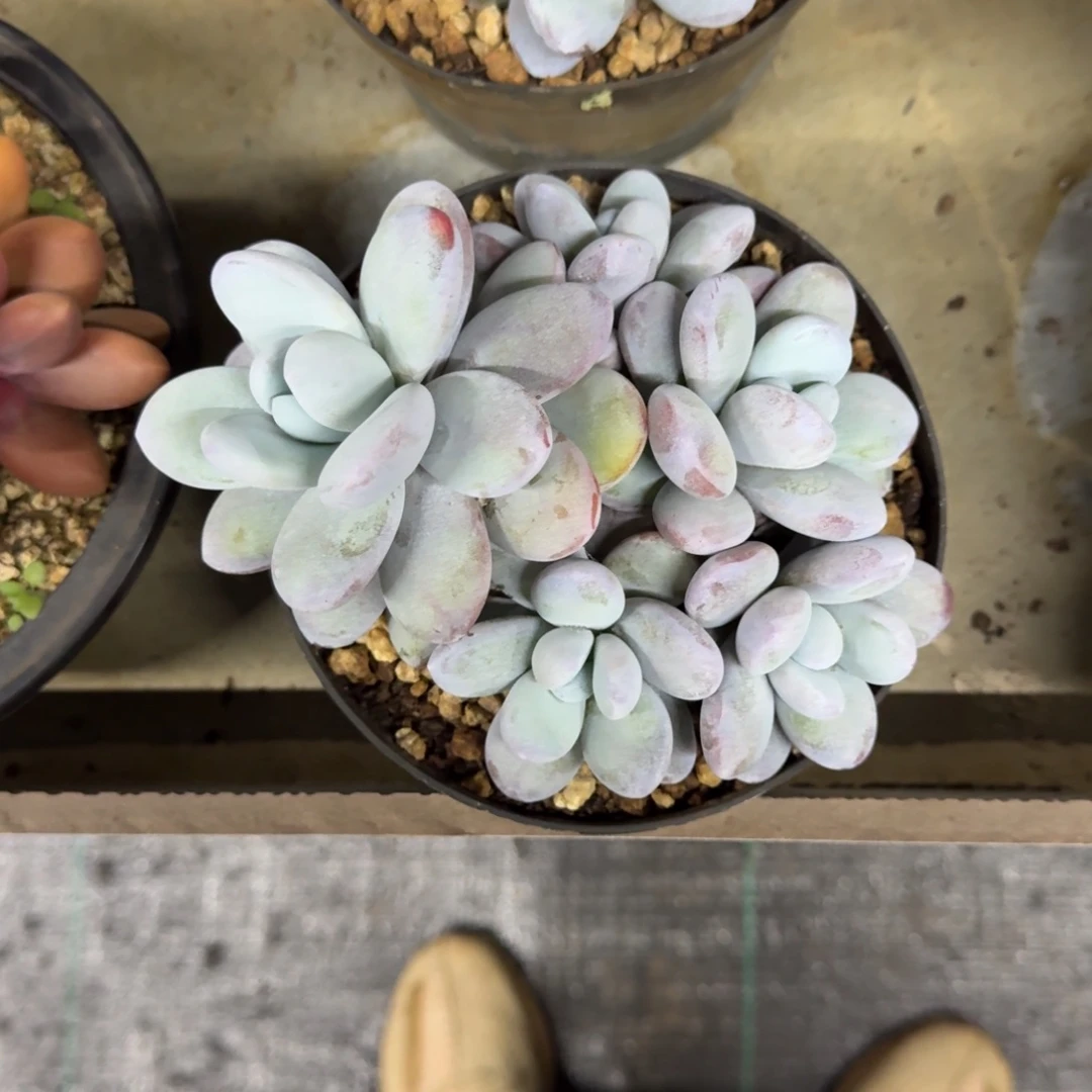 雪美人 群生 一物一拍