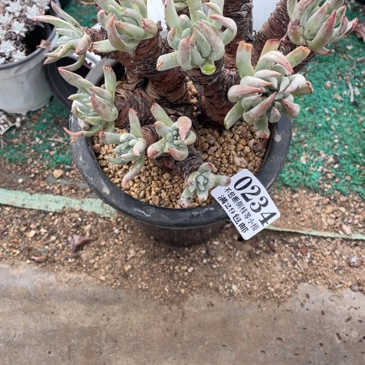 雪***笑234号雪花多肉植物