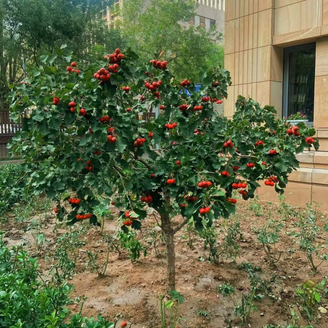 山楂树活苗特大山楂苗无子纯甜果树果苗盆载地载南北庭院种植带土