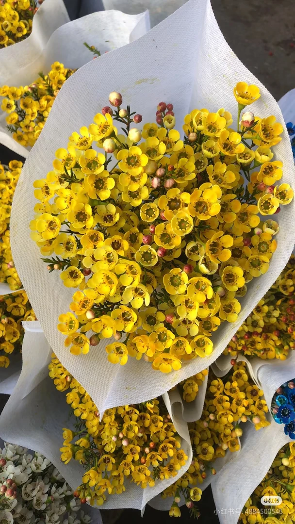 【B级黄色腊梅】水培鲜花