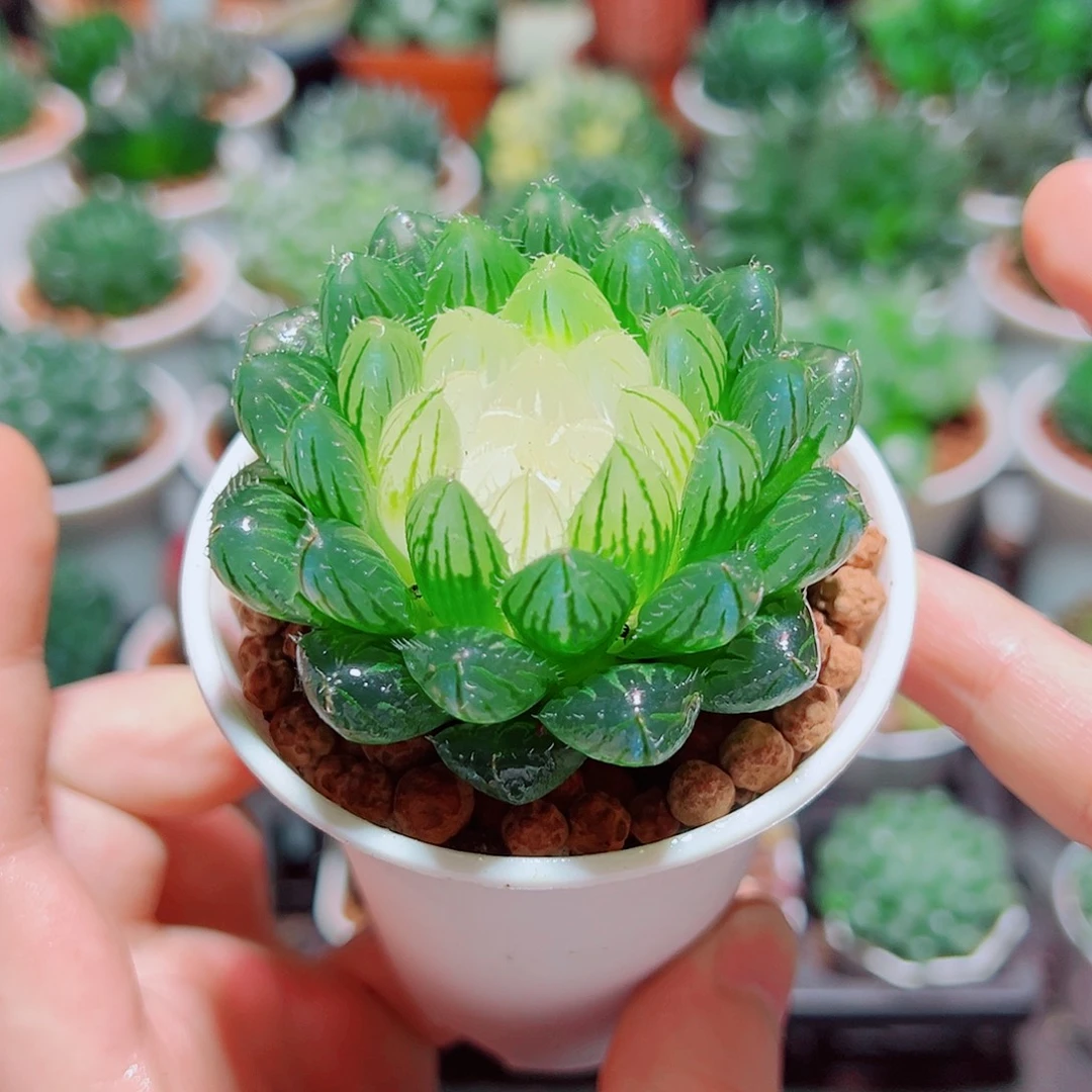 宝莲灯玉露多肉多肉多肉