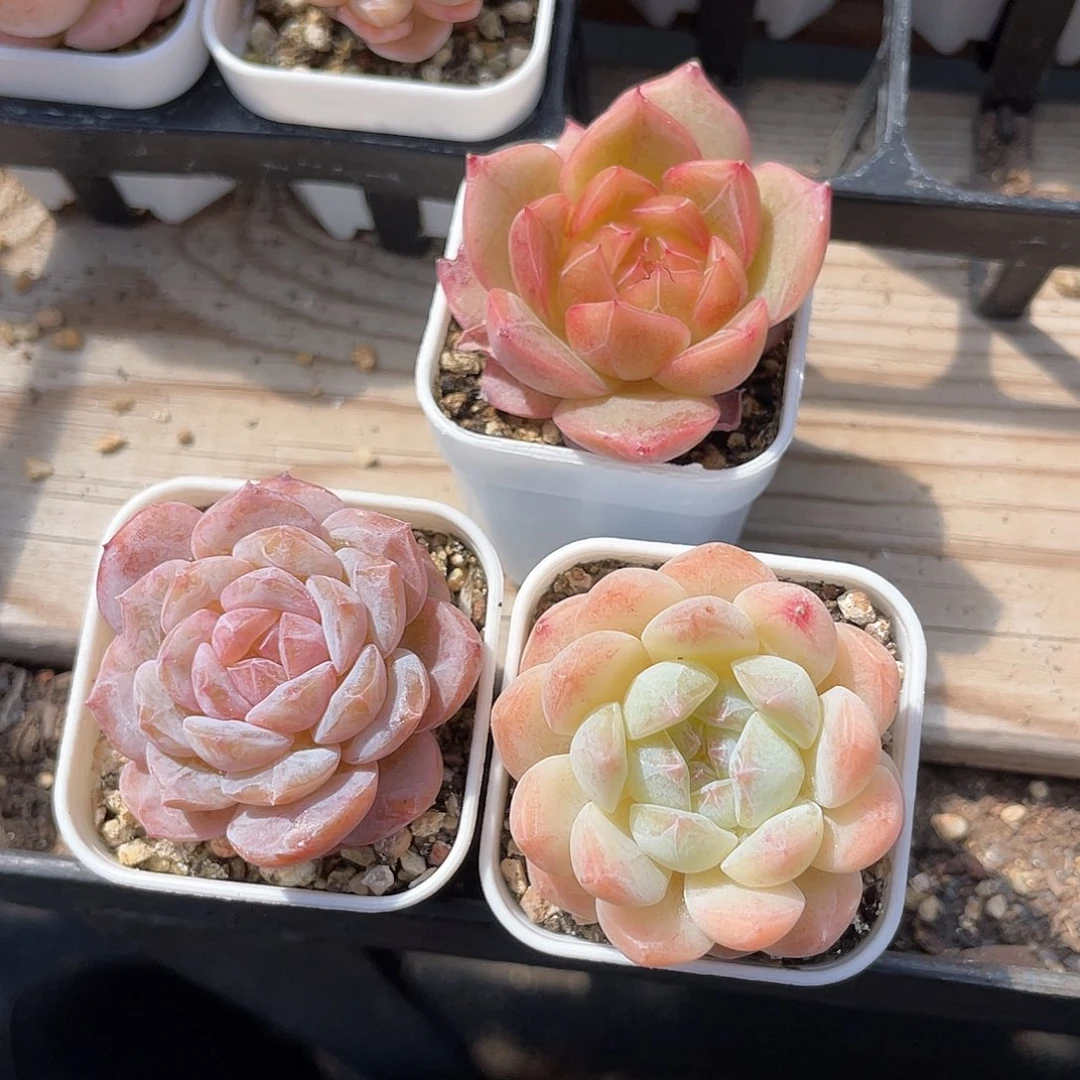 优选拇指杯珍妮295