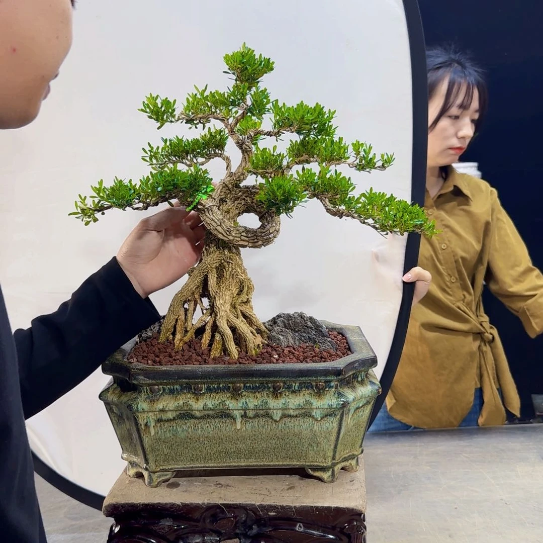 高端皱皮黄杨盆景