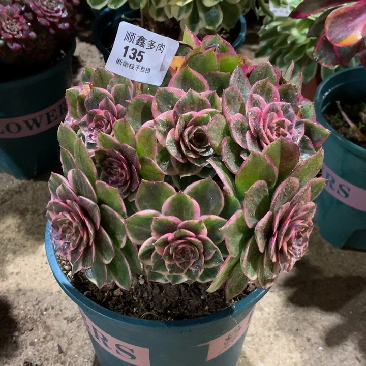 135莲花座多肉植物