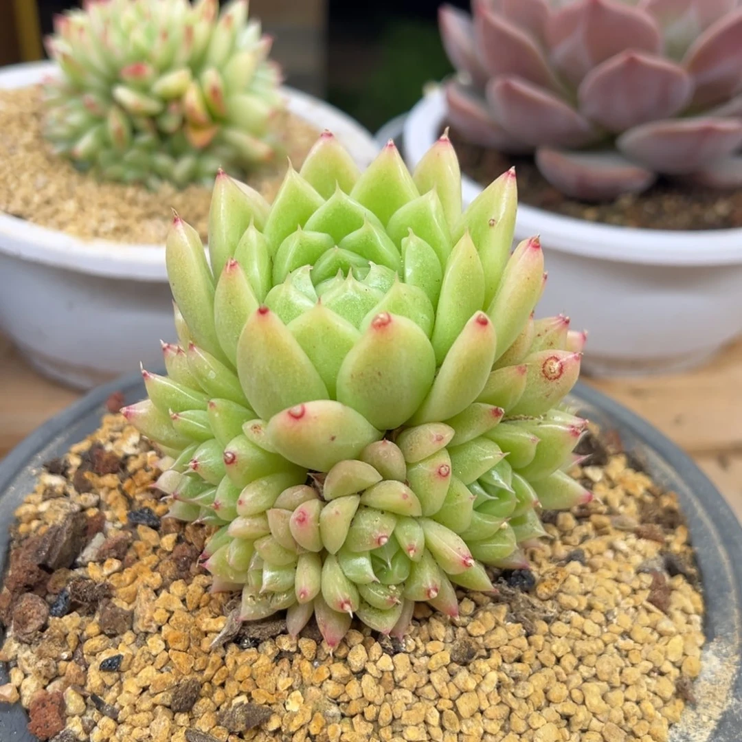 麦秆捧花 夏鸣园艺