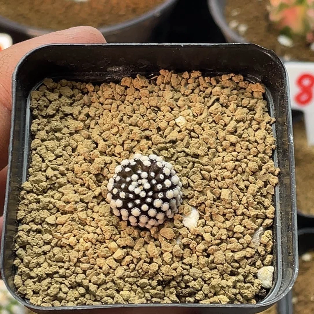 松针牡丹 带盆土包邮