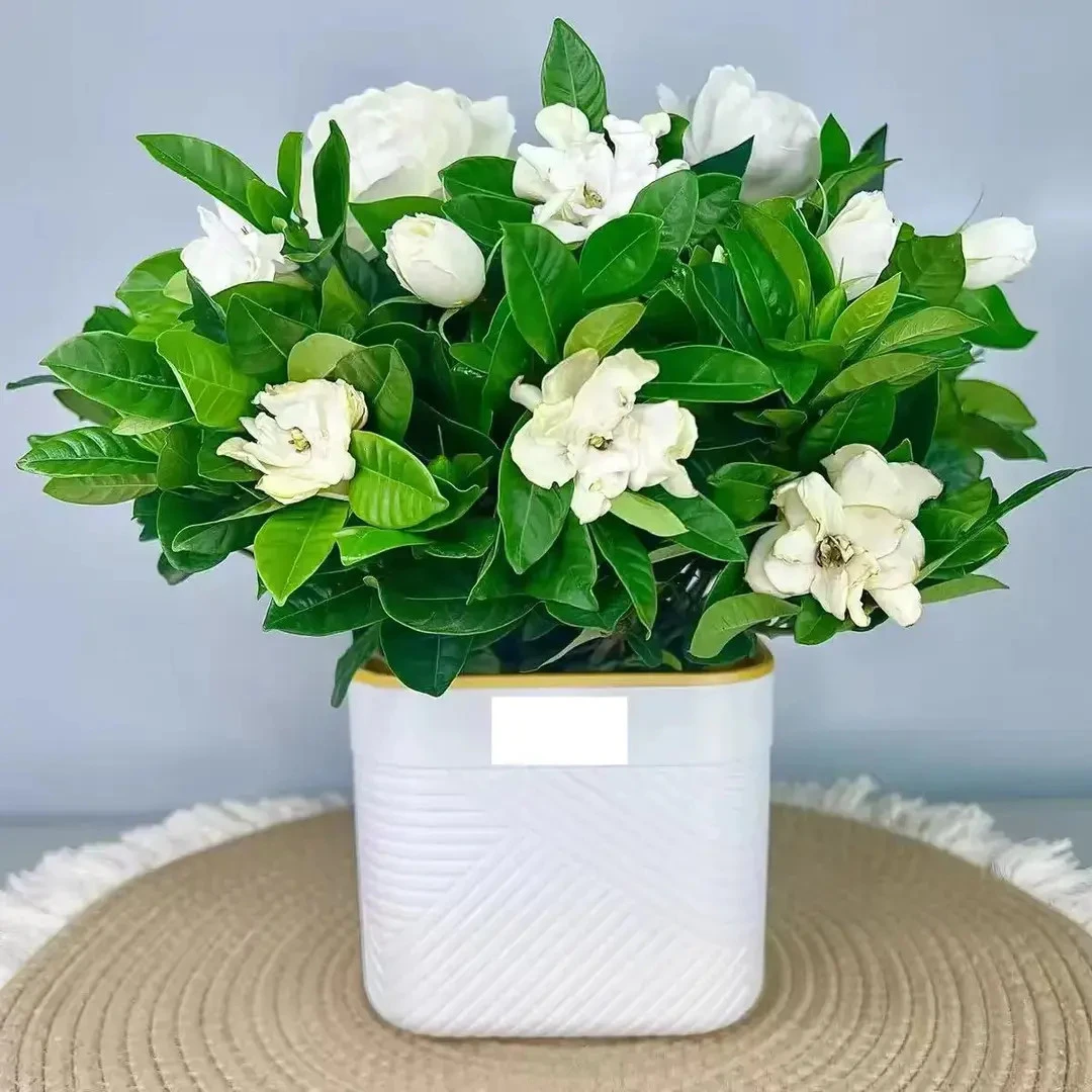 栀子花带花苞室内盆栽花卉四季开花浓香好养开花香网红款大盆植物