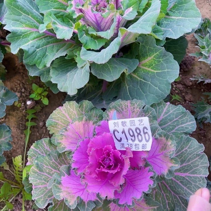 1986多肉植物法师法师