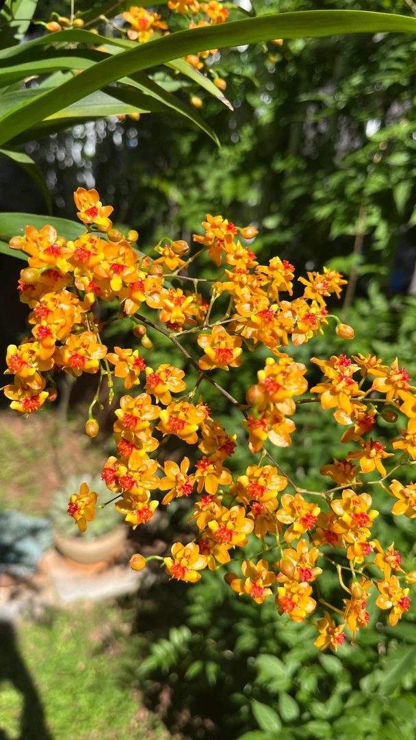 橙色梦香兰花卉盆栽室内绿植有香味好养护