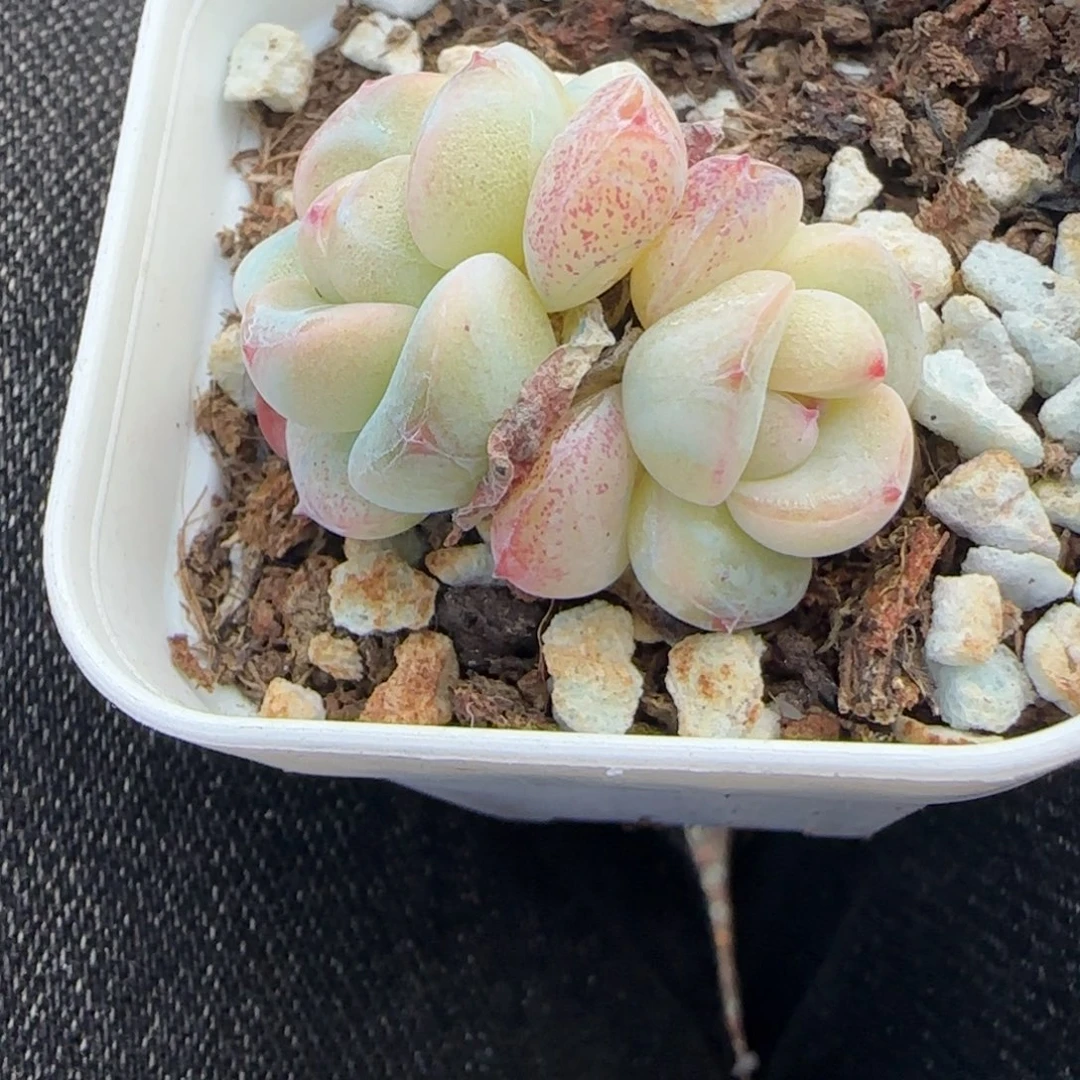 小卡拉米糖心一物一拍