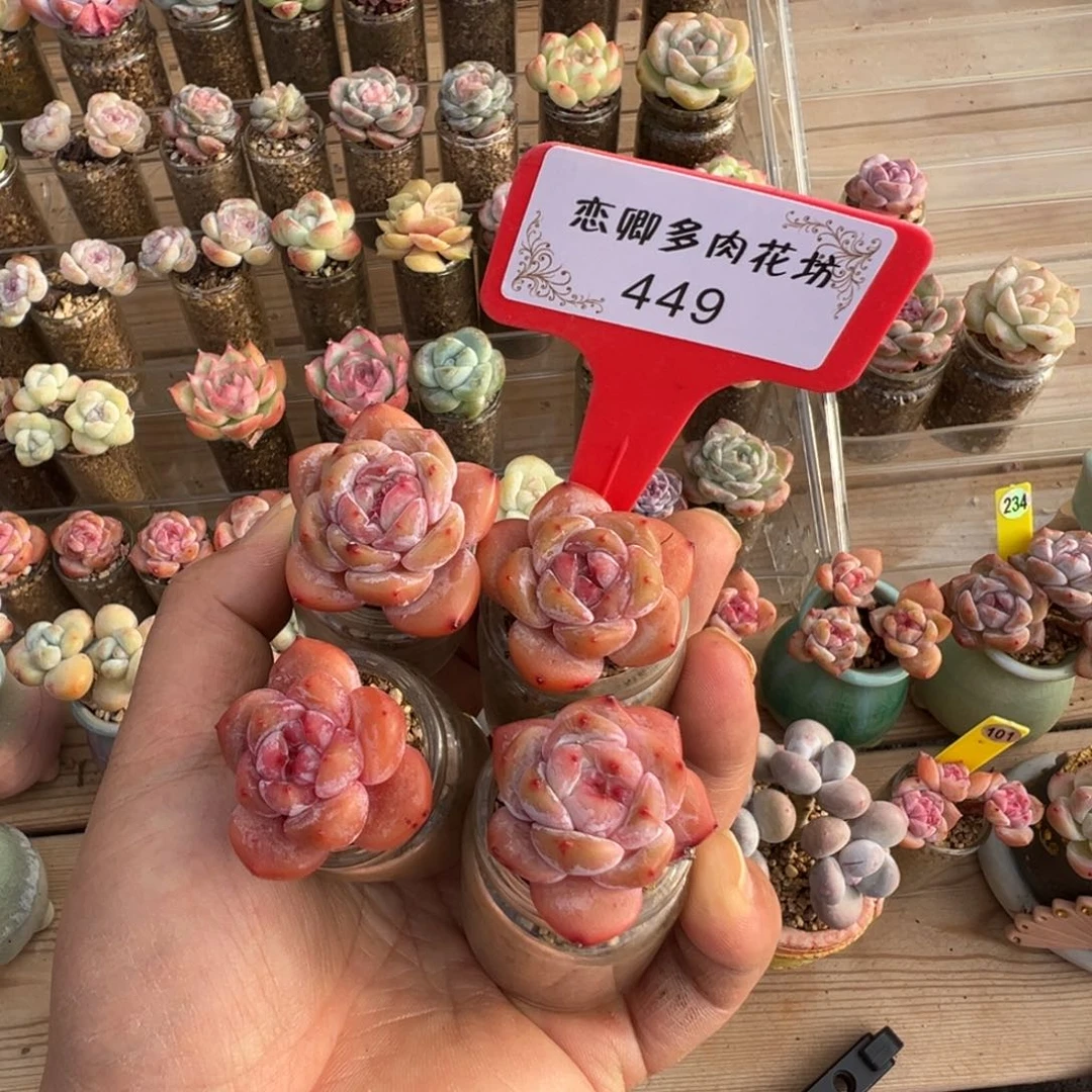 449星影老桩单头组合4颗