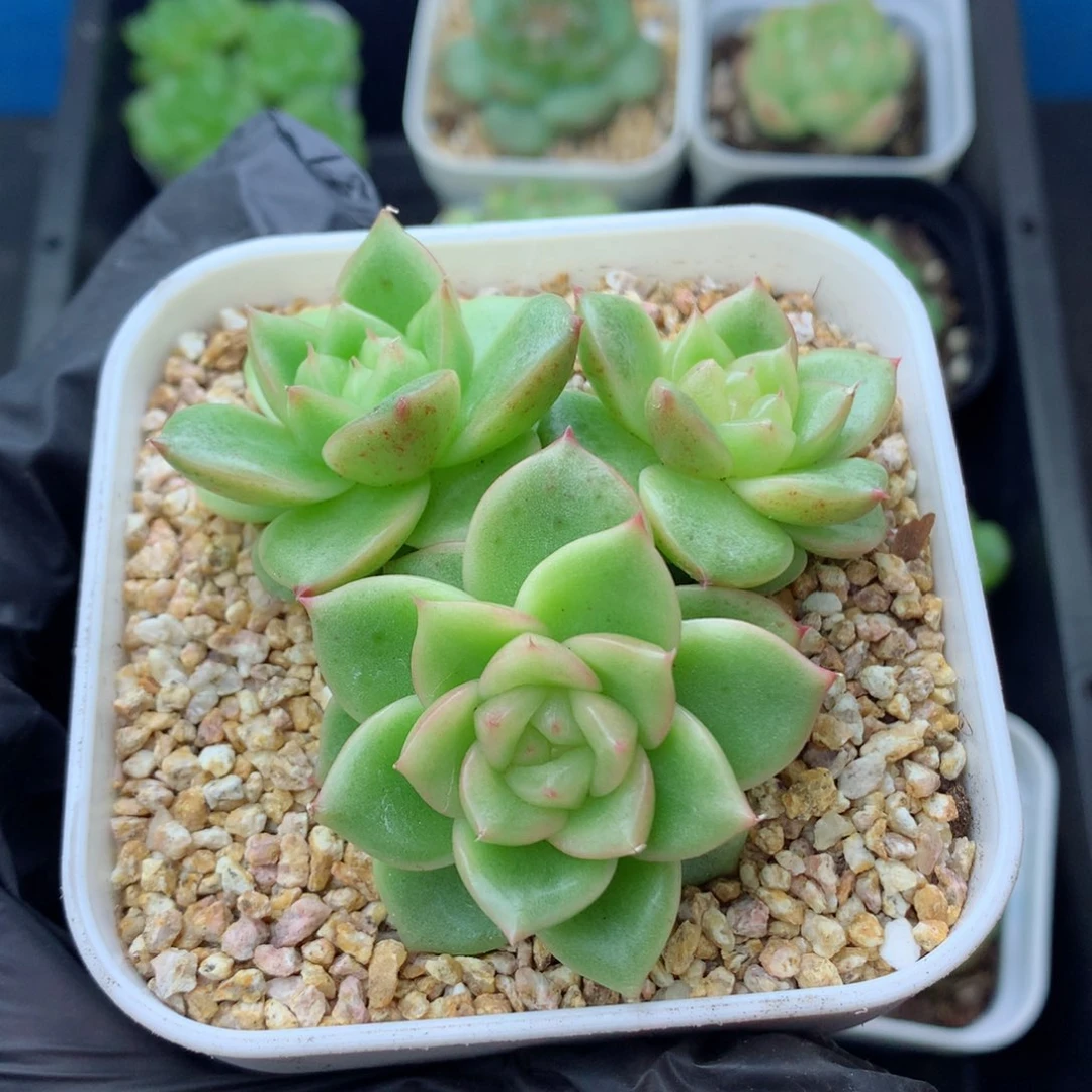 58包邮  群生不包整玉芷珍妮69