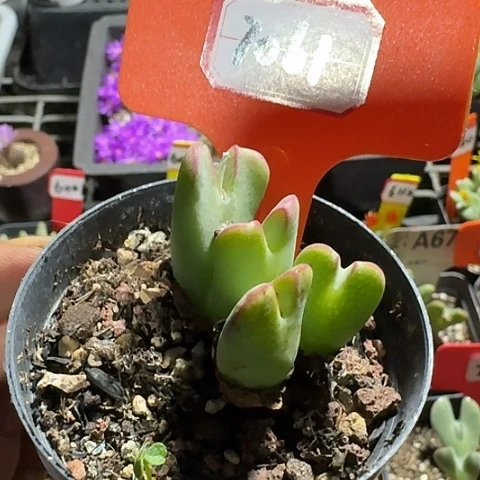 密密麻麻密密麻麻7061