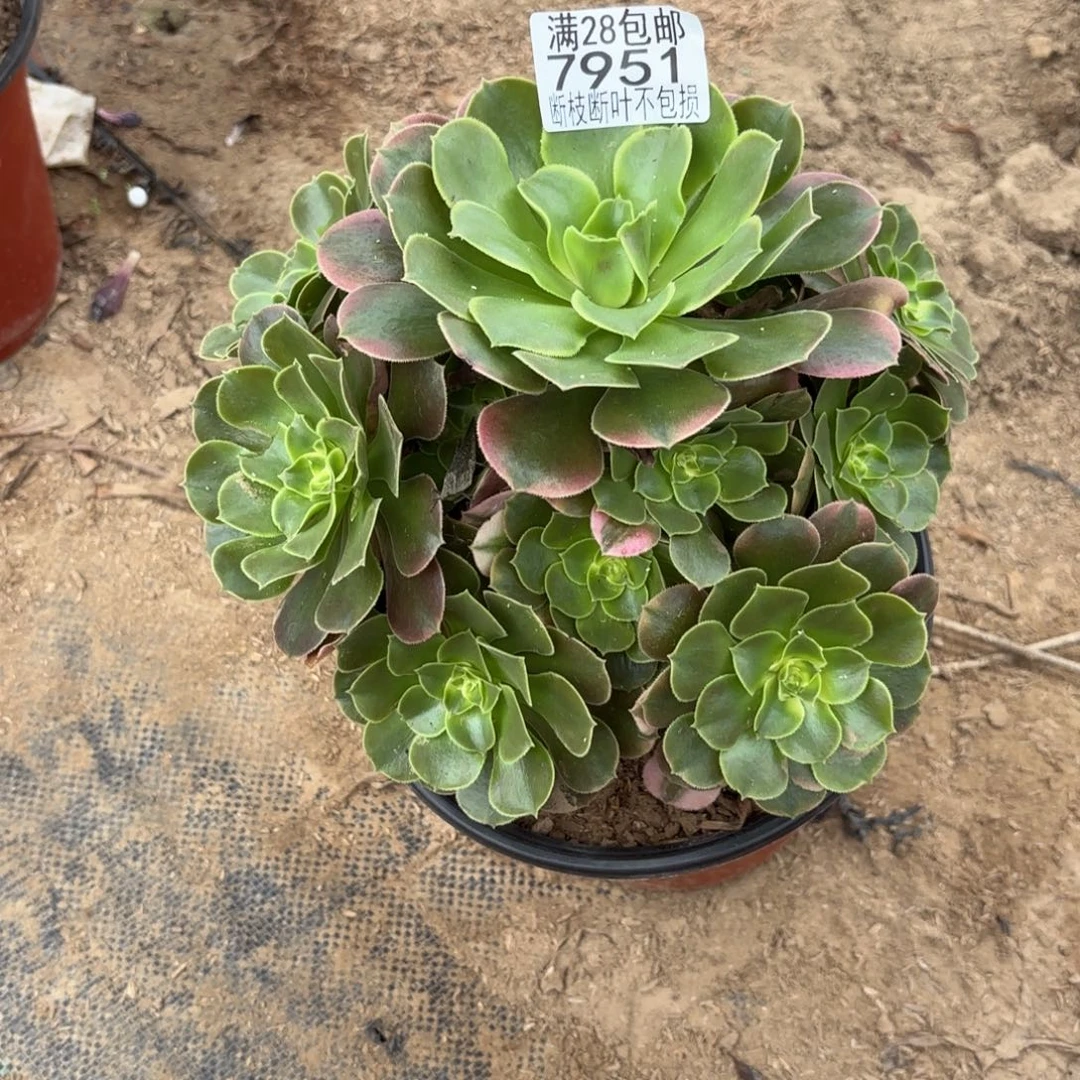 小***憨N 7951香妃多肉，anmo