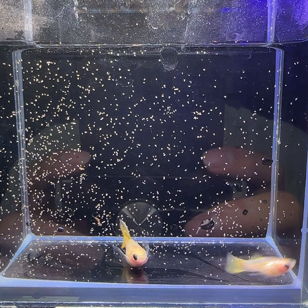 孔雀鱼黄猫短C（45号）