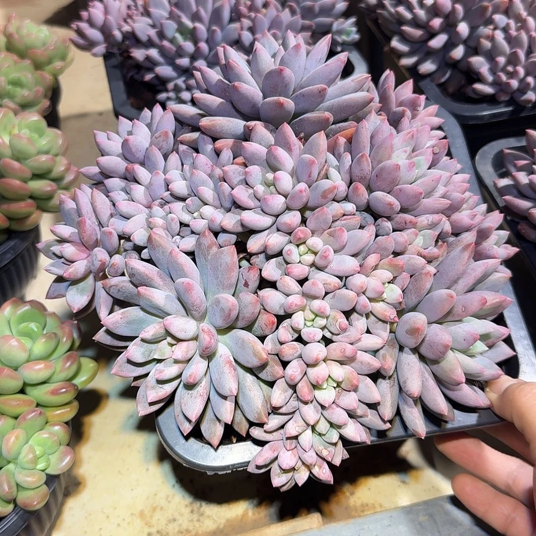 蓝精灵整无砍群生多肉