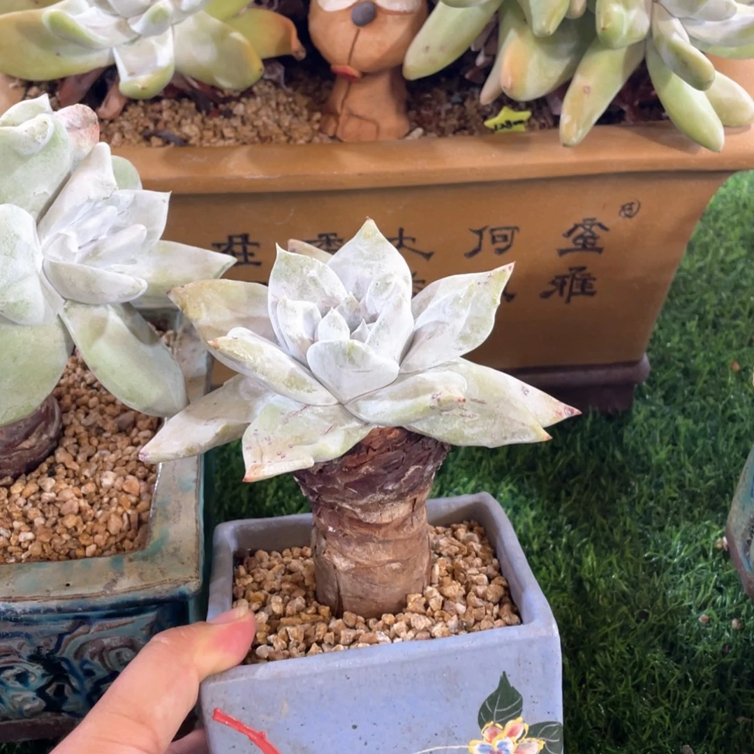 牡丹苹果叶大脸福利