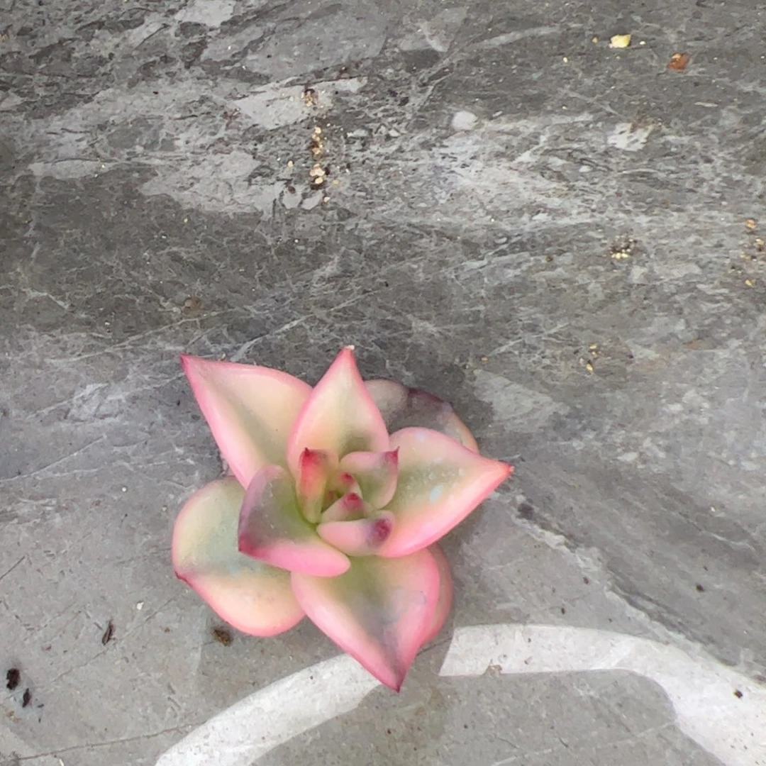 星***晨多肉植物，多肉植物