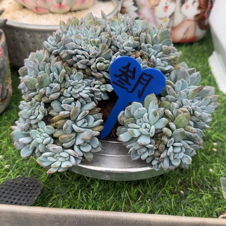 叁***月橙子缀化多肉植物
