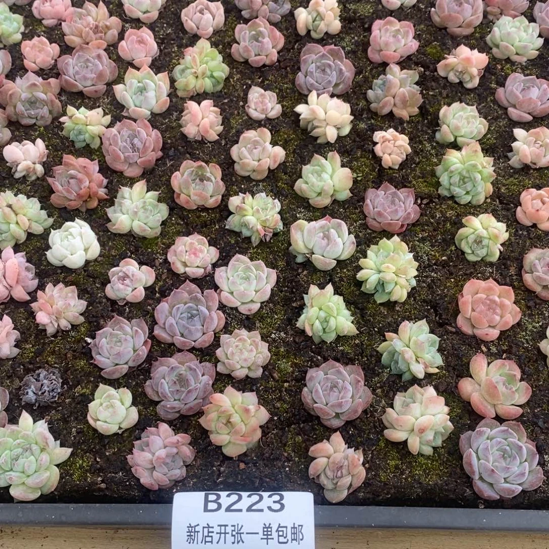 多肉植物精品切糕一份B223