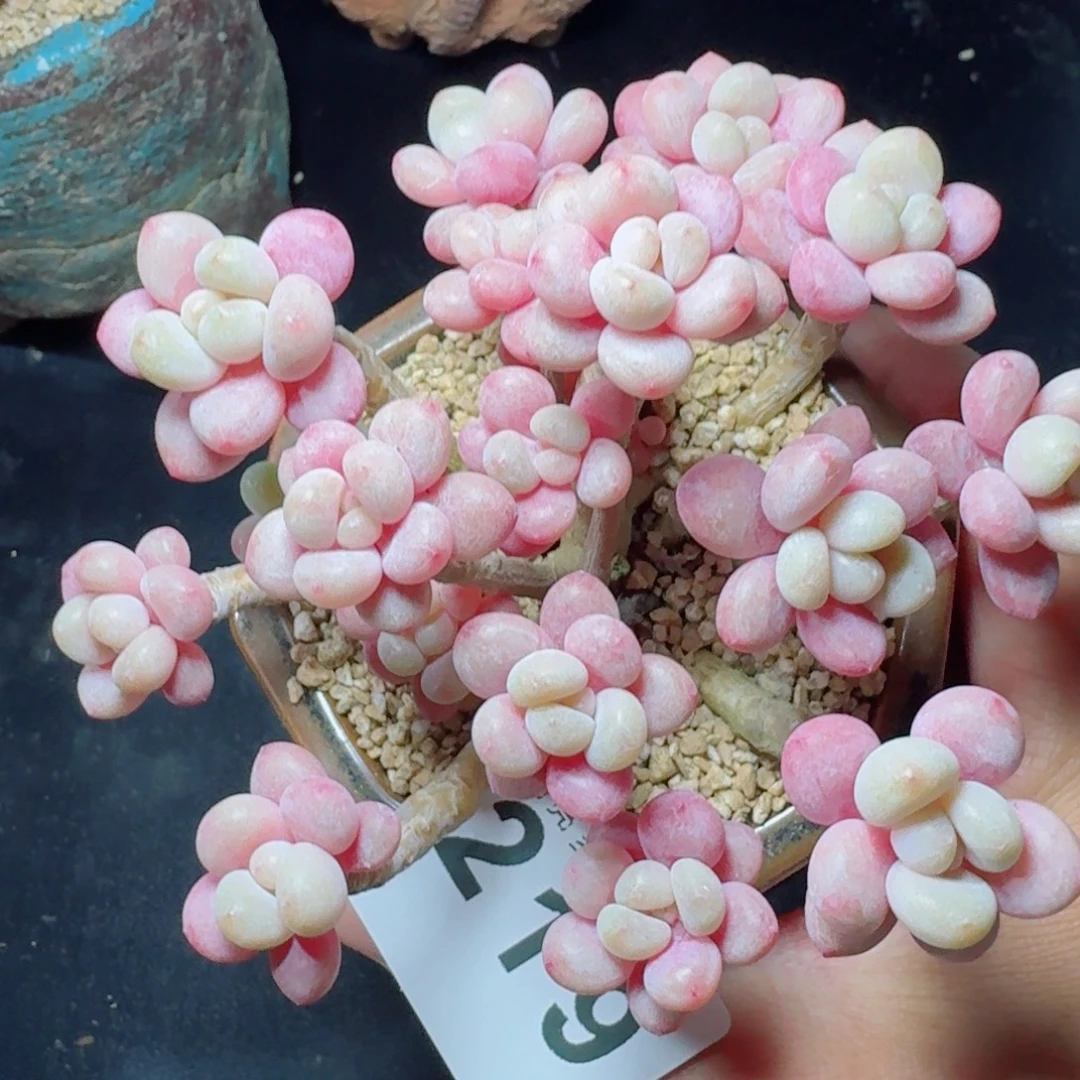 鱼子酱群生整装无砍      愿你一路坦途，乘风破浪展宏图